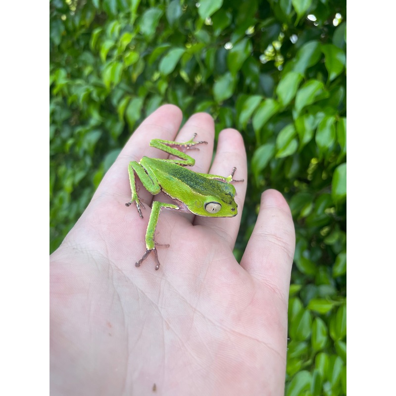 White Lined Waxy Monkey Tree Frog