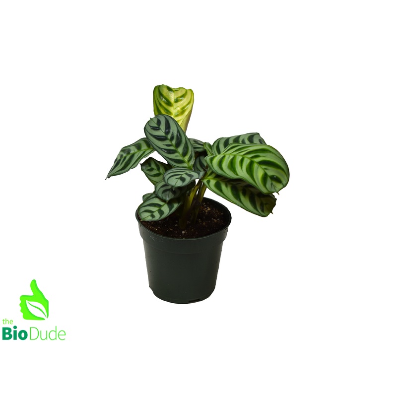 4″ Pot Calathea Burle Marx