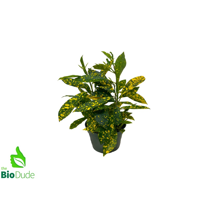 4″ Pot Croton Gold Dust