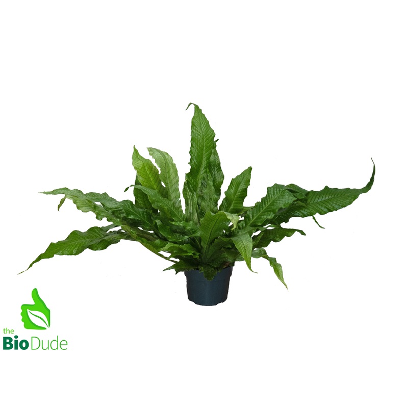 6″ Pot Bird’s Nest Fern Crocodile
