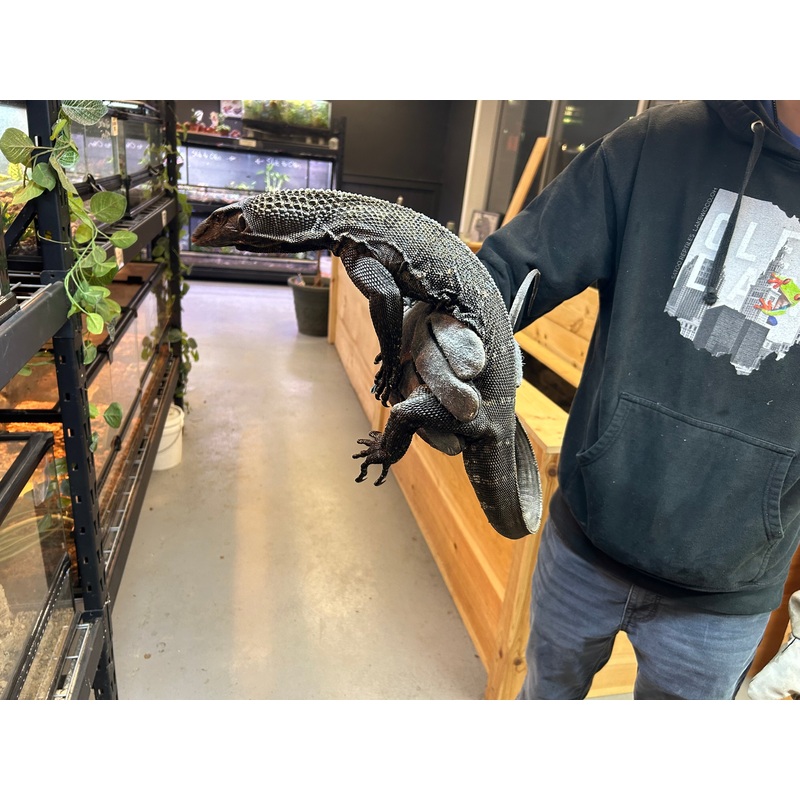 Adult Black Roughneck Monitor (2)