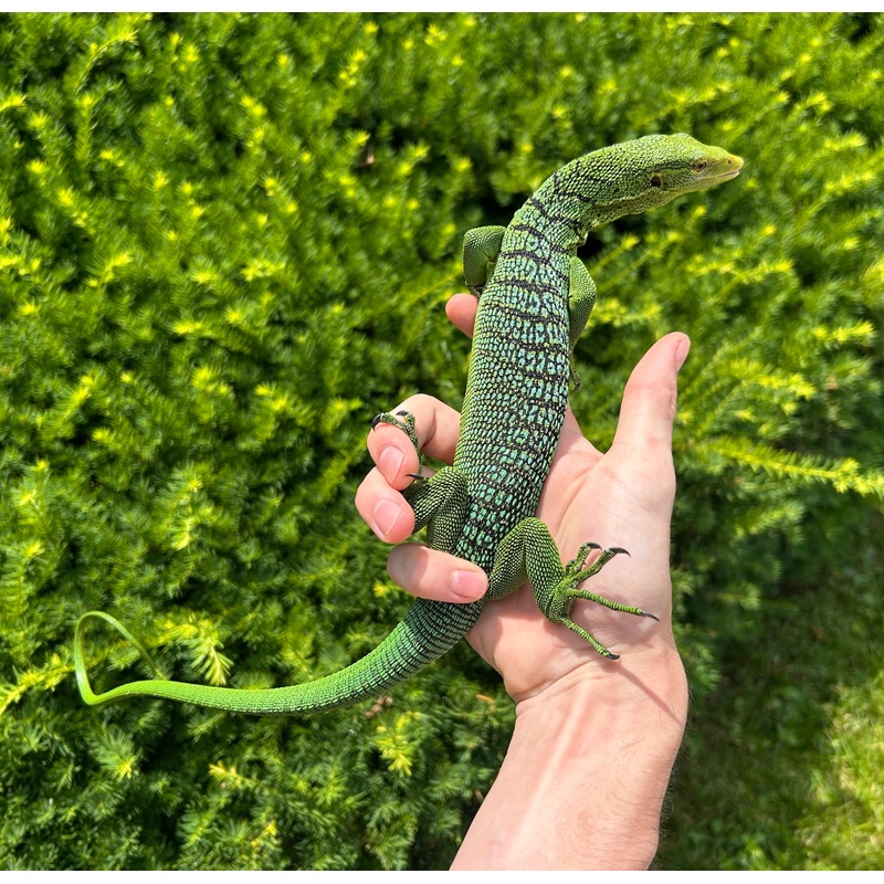 Adult Green Tree Monitor (Male 1)