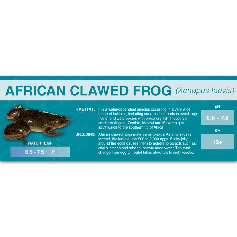 African Clawed Frog (Xenopus laevis) – Classic Vivarium Label Standard (7″ x 2.5″)