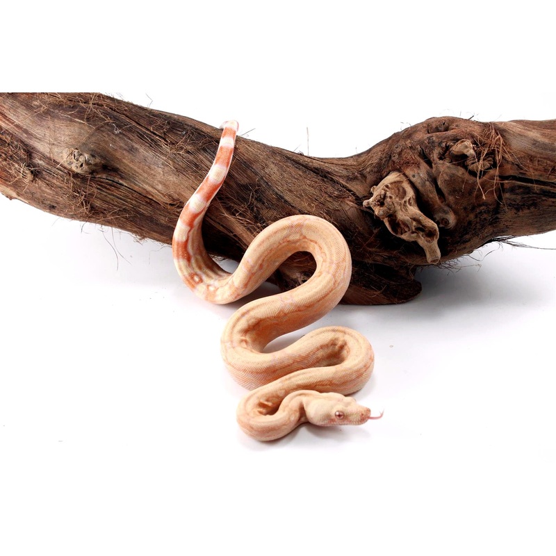 Albino Arabesque Boa