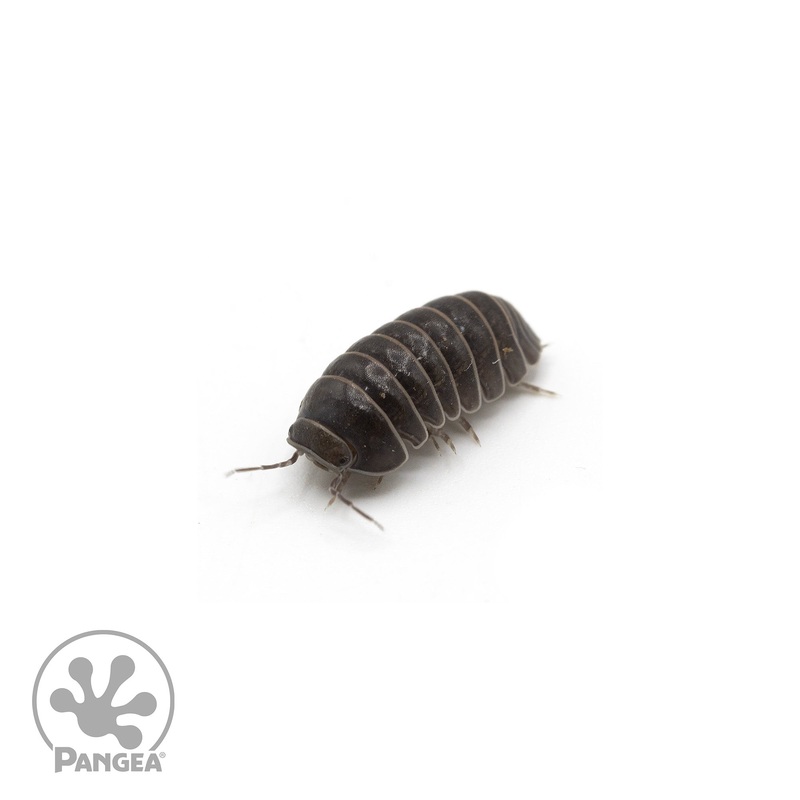 Armadillo officinalis ‘Spanish Pill Bug’ Isopods 10 Count