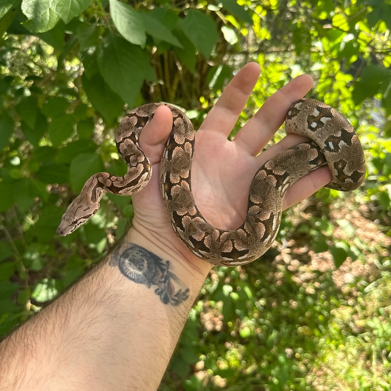Baby Dumerils Boa Male