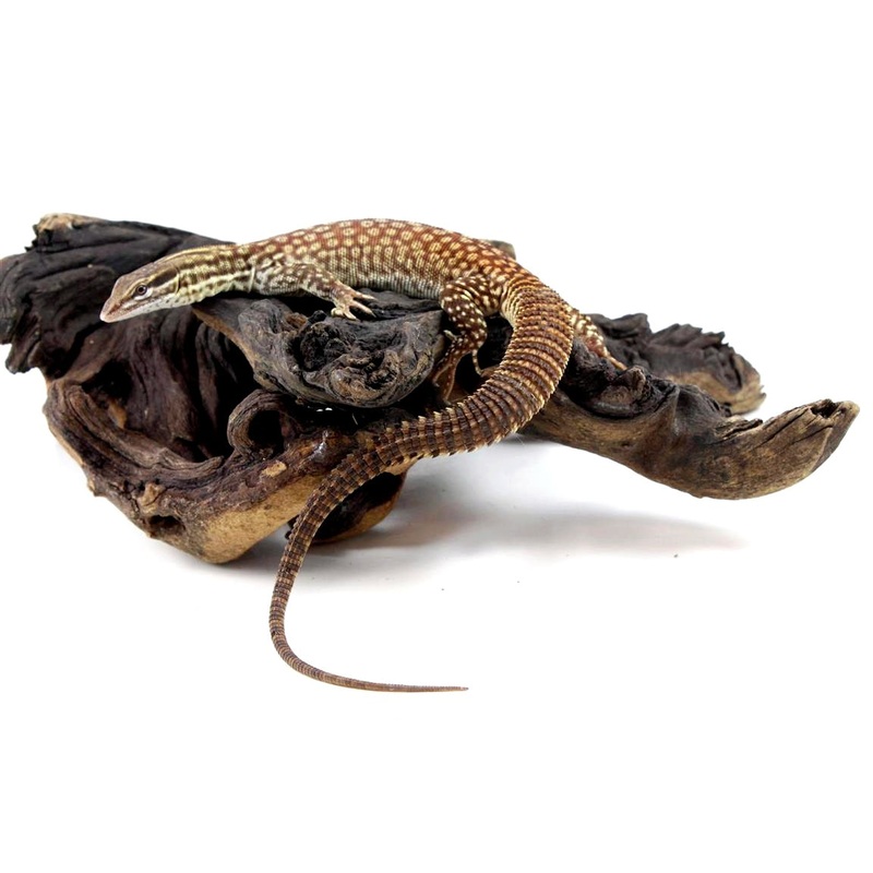 CB Red Ridgetail Monitor (Ackie)
