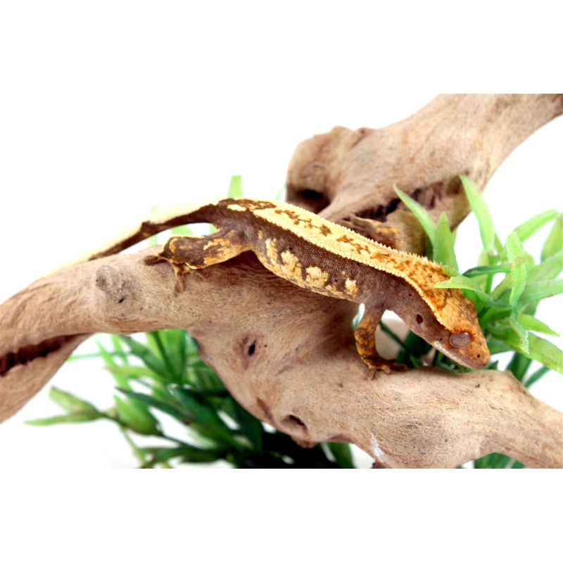 Chocolate Blonde Crested Gecko