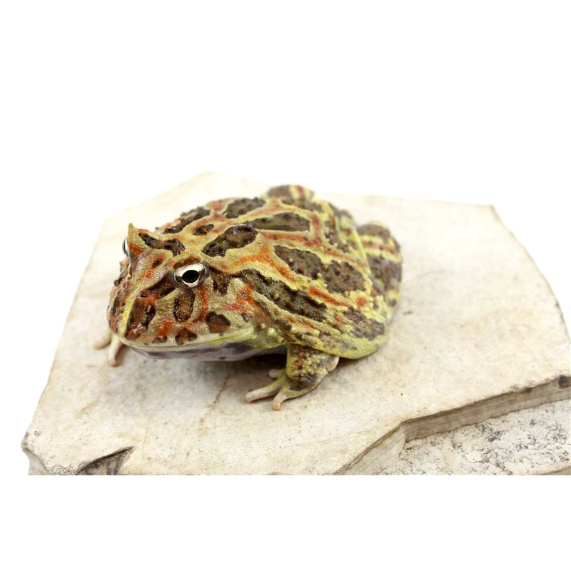 Chocolate Pacman – Adult Male