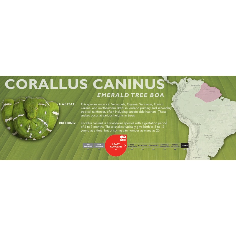 Emerald Tree Boa (Corallus caninus) Classic Vivarium Label