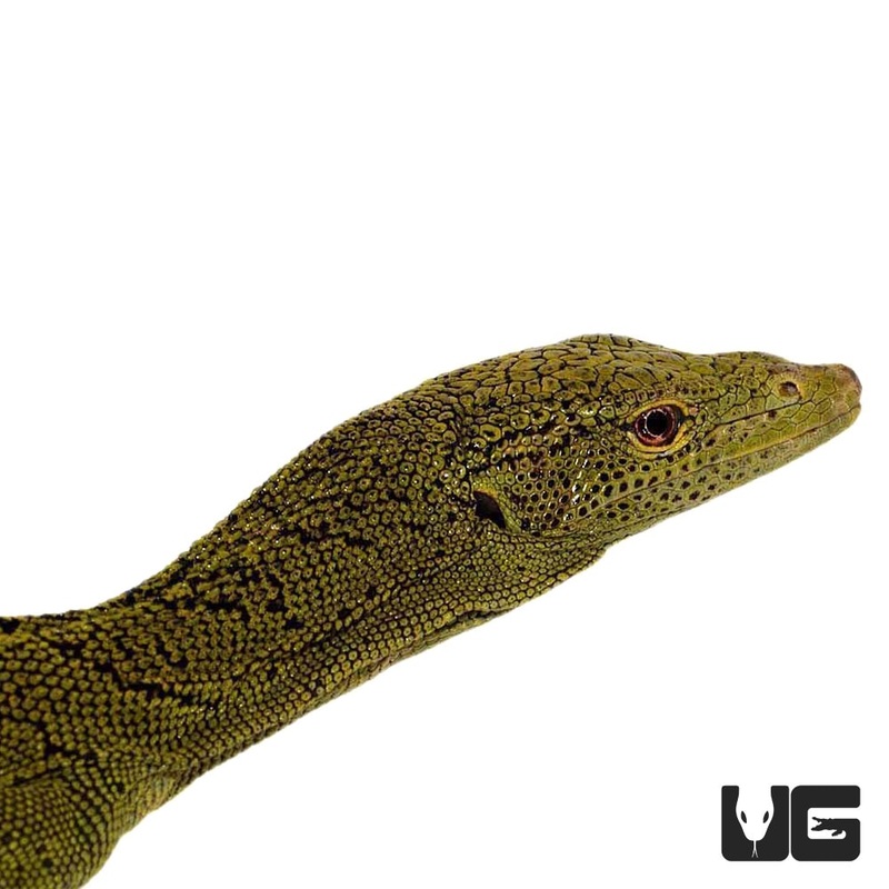 Kordensis Green Tree Monitors For Sale