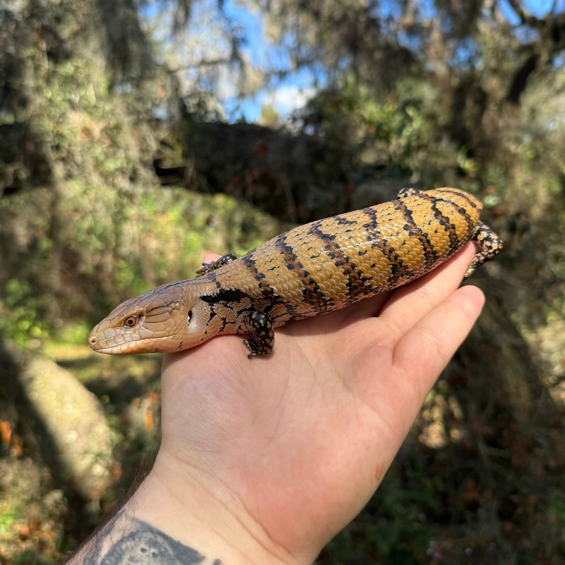 Merauke Blue Tongue Skink 1