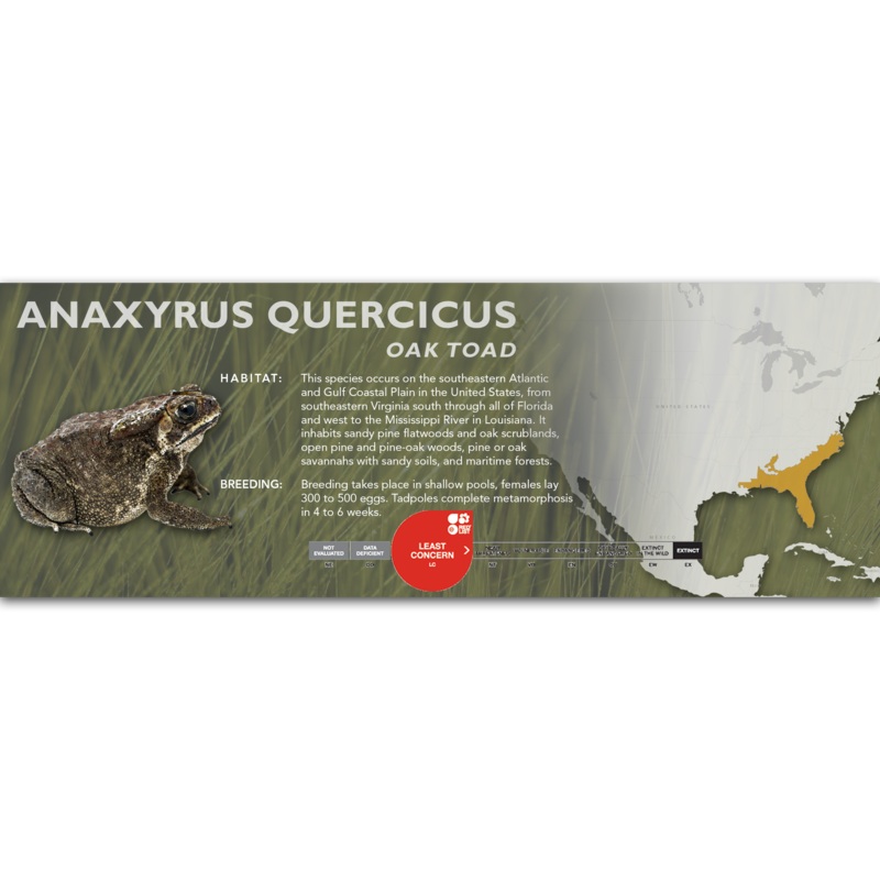 Oak Toad (Anaxyrus quercicus) – Classic Vivarium Label