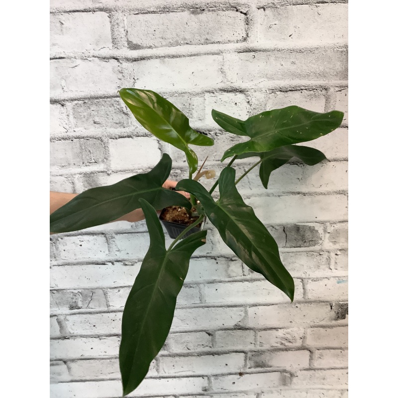 Philodendron Mexicanum 3″ Pot