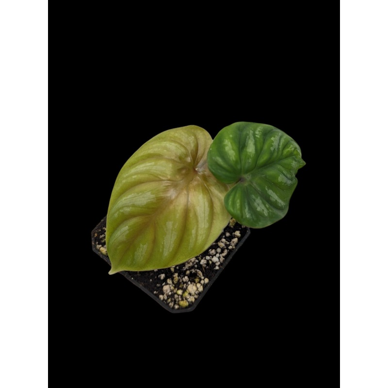 Philodendron plowmanii 3″ Pot