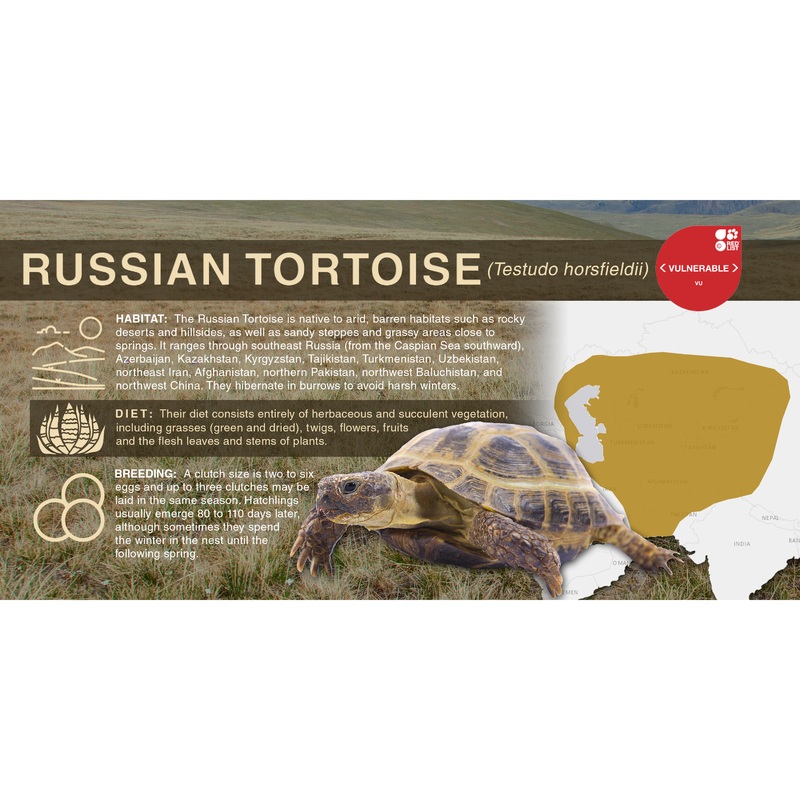 Russian Tortoise (Testudo horsfieldii) – Aluminum Sign No SmartShield