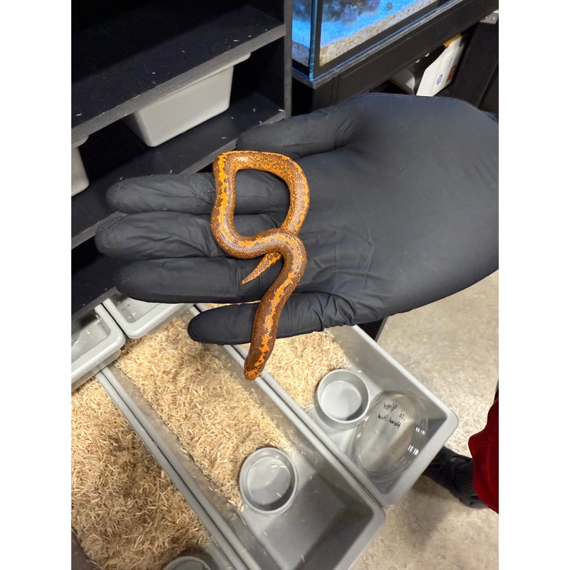 Sand Boa FOE-001