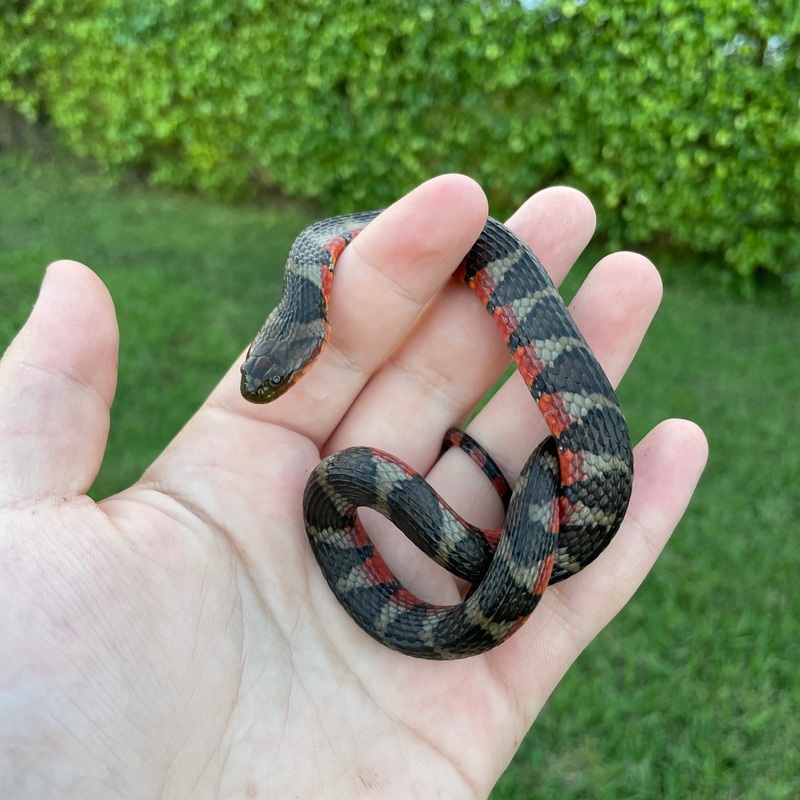 Suriname Water Snake