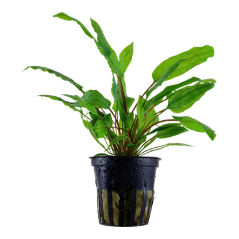 Tropica Cryptocoryne wendtii