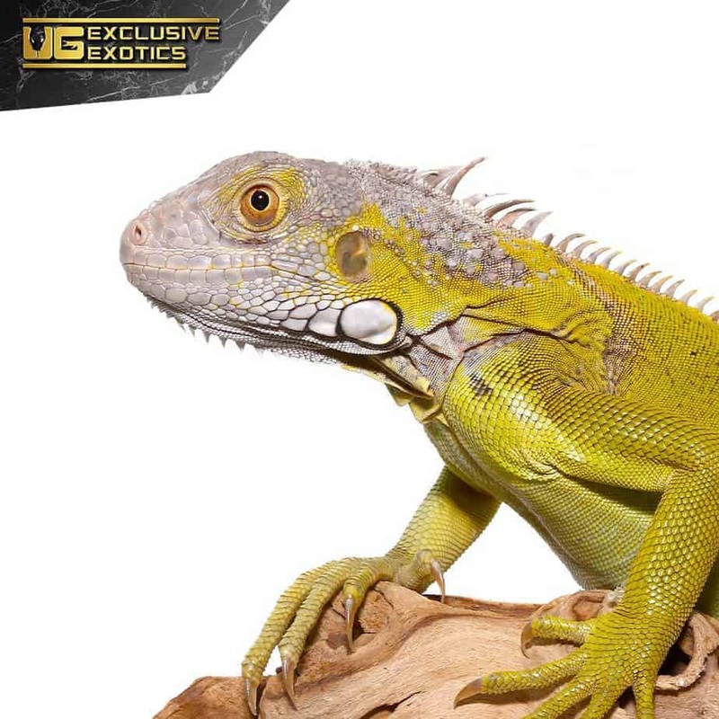 2-3 Foot Green Iguanas For Sale
