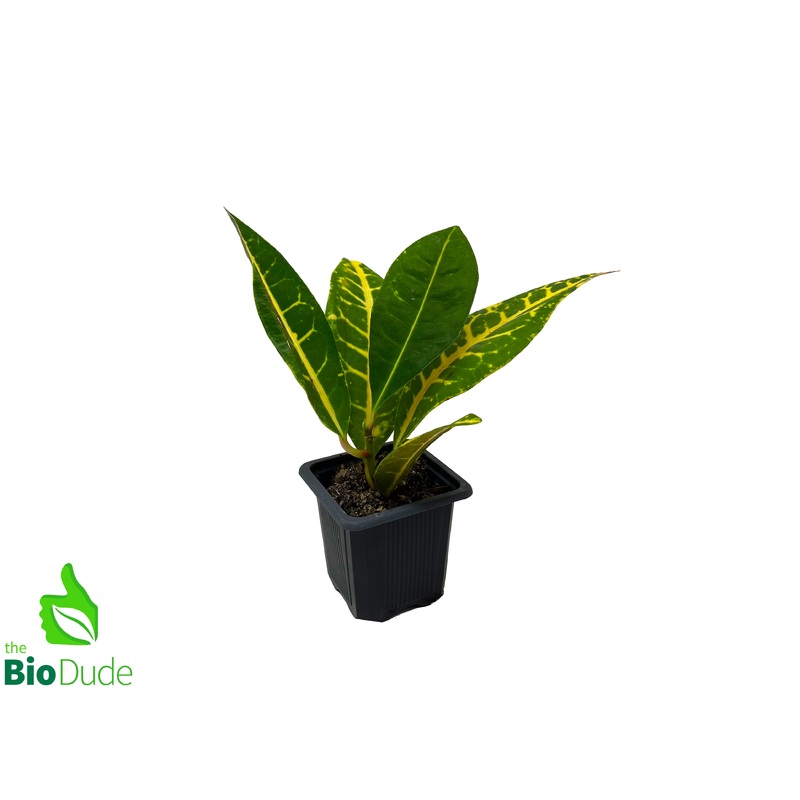 3″ Pot Croton Petra