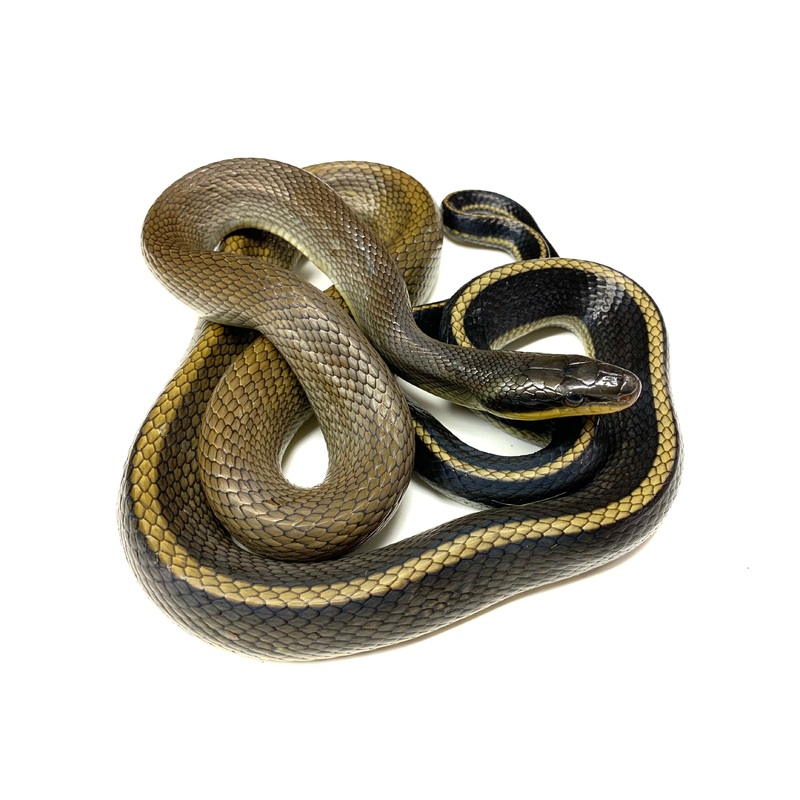 Adult Sumatran Beauty Snake (Male 1)