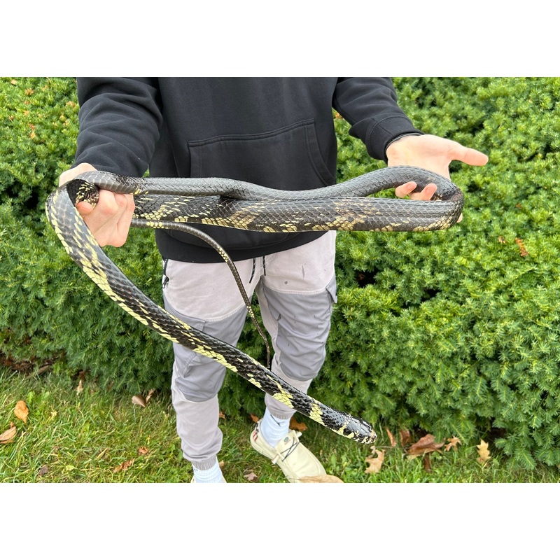 Adult Tiger Ratsnake (Male 2)