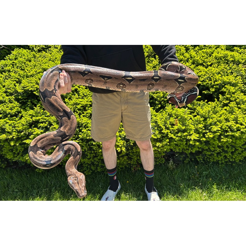 Adult XL Guyana Boa (Female)