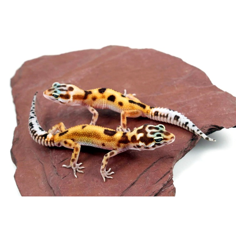 Albino Jungle Tangerine Leopard Gecko