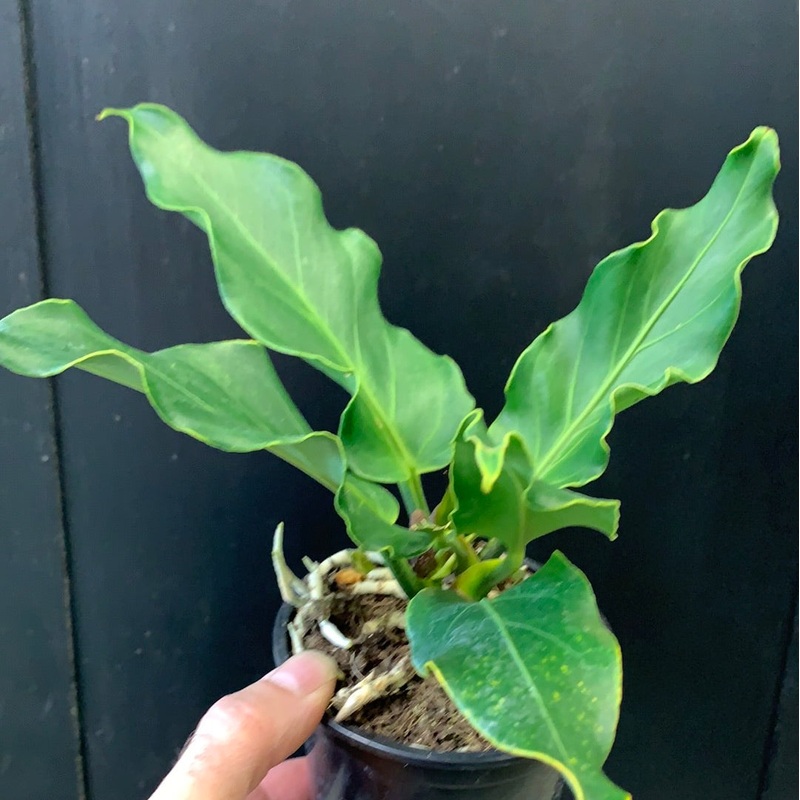 Anthurium plowmanii