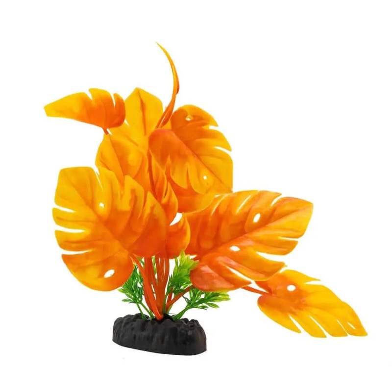 AquaSpectra Monstera Plant 20cm Orange