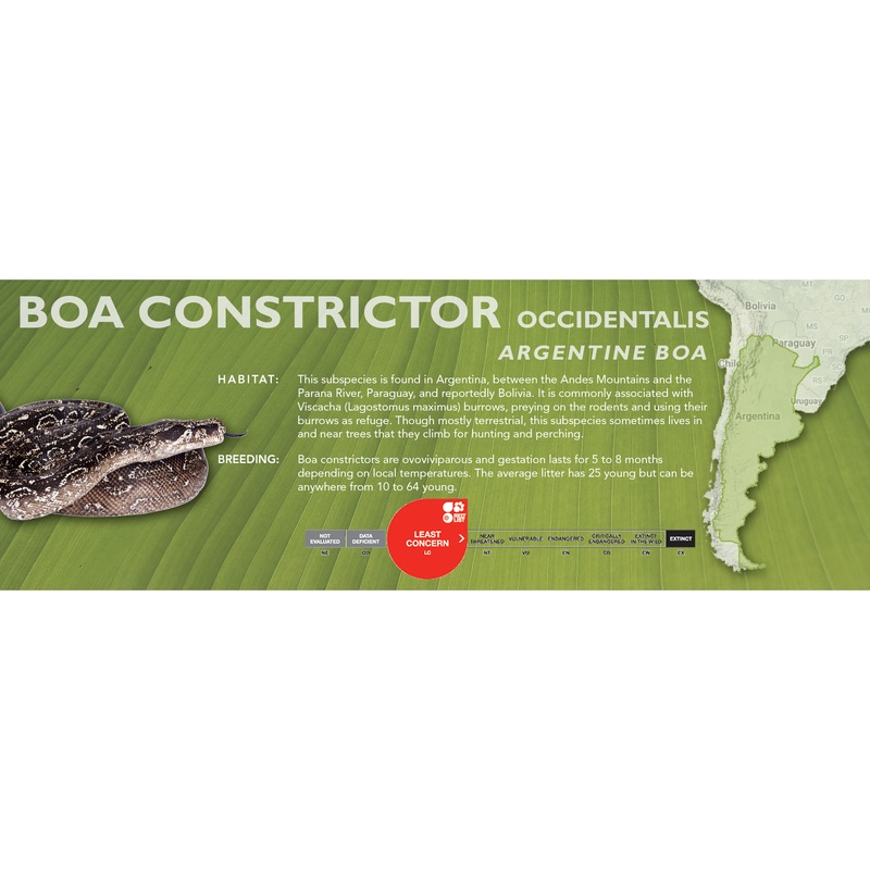 Argentine Boa (Boa constrictor occidentalis) Classic Vivarium Label