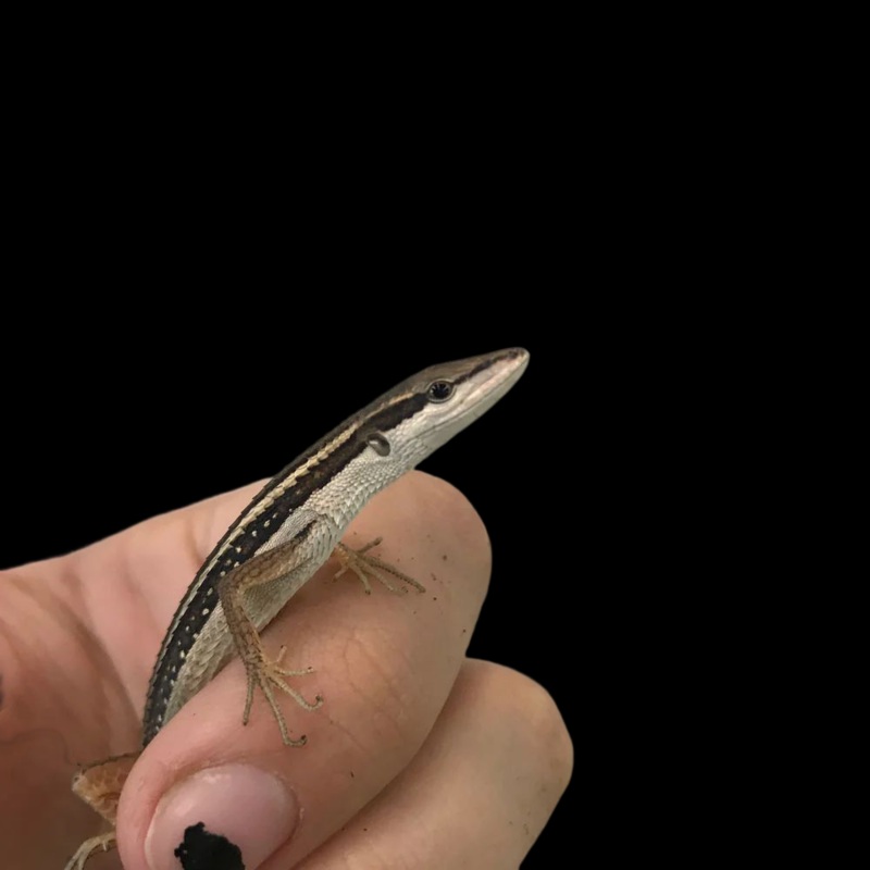 Long-tailed Grass Lizard