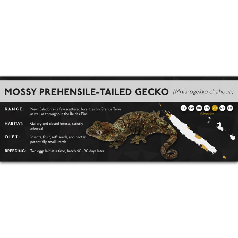 Mossy Prehensile-Tailed Gecko (Mniarogekko chahoua) – X Label Non-specific Laminated Paper