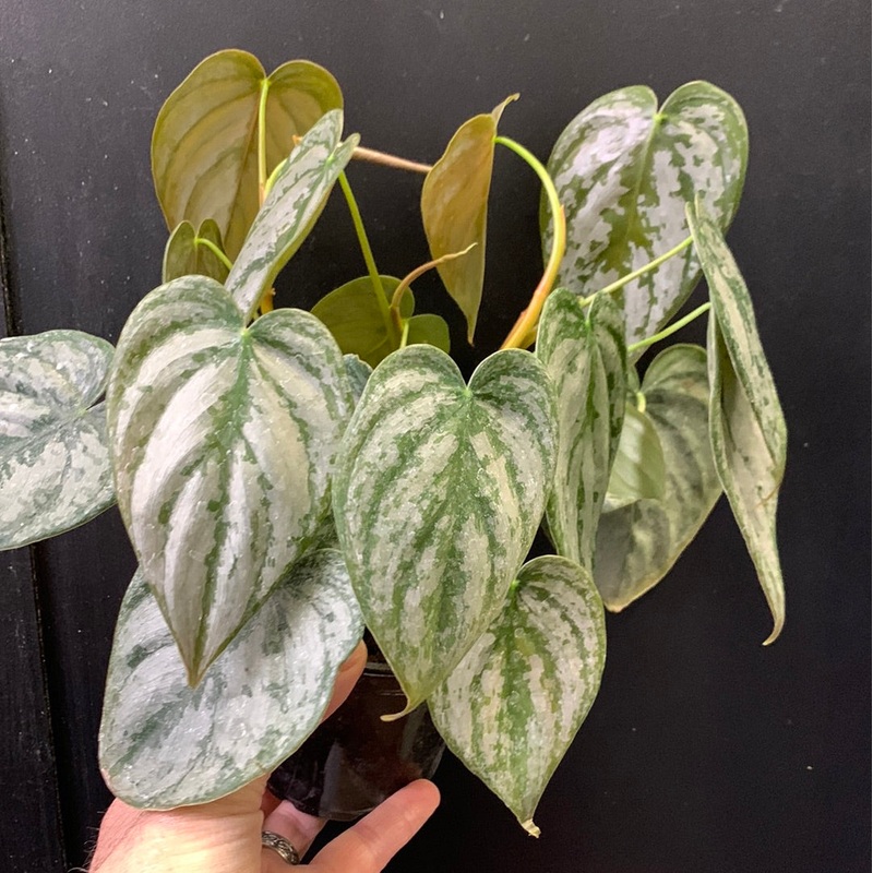 Philodendron brandtianum 3.5″ Pot