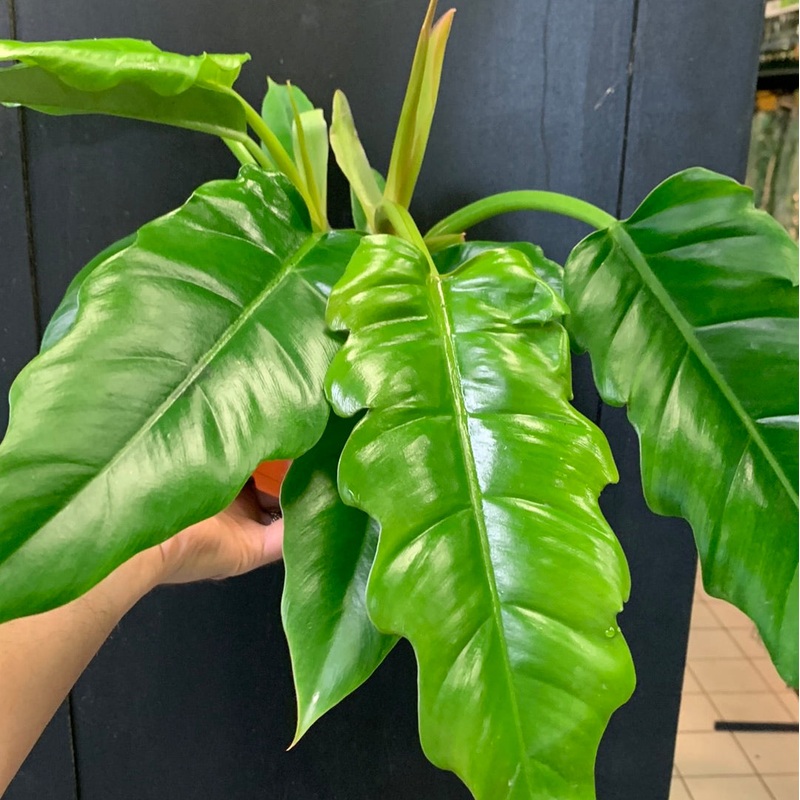 Philodendron Narrow Escape 3.5″ pot