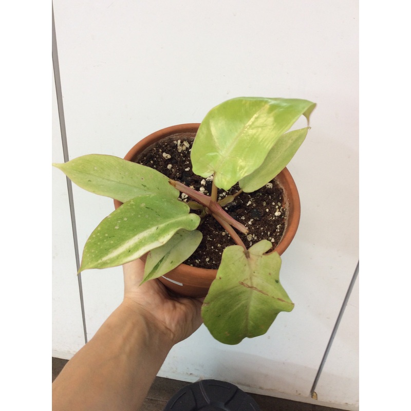 Philodendron Snowdrift 4″ pot