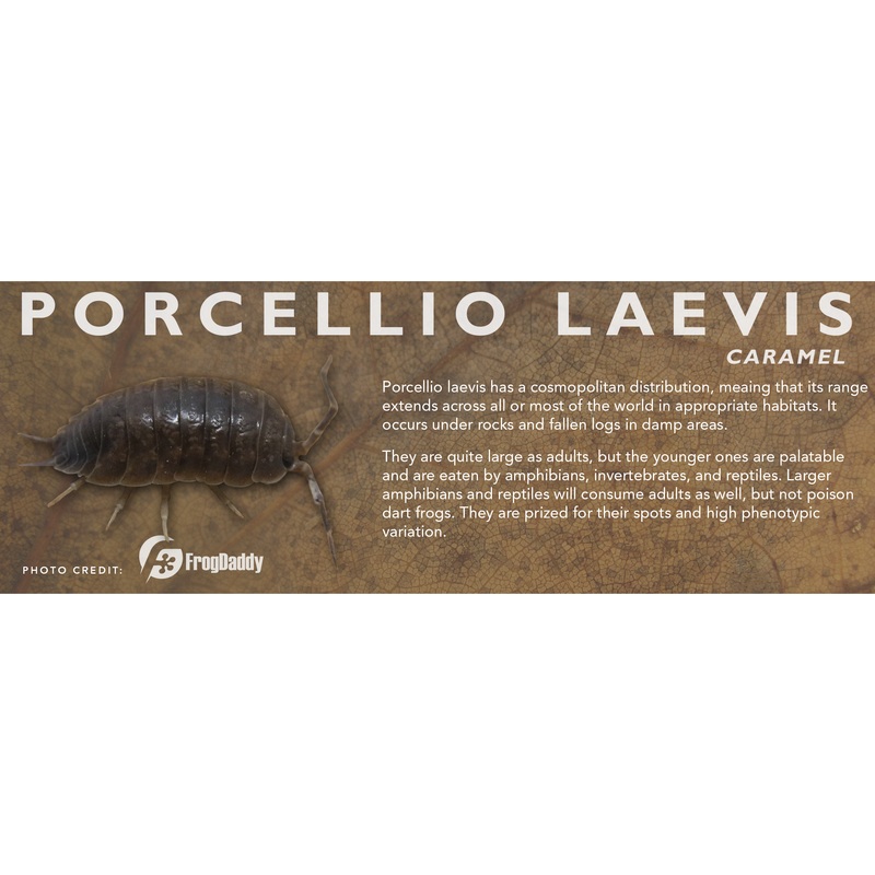Porcellio laevis – Isopod Label Standard Size 7″ x 2.5″ Caramel