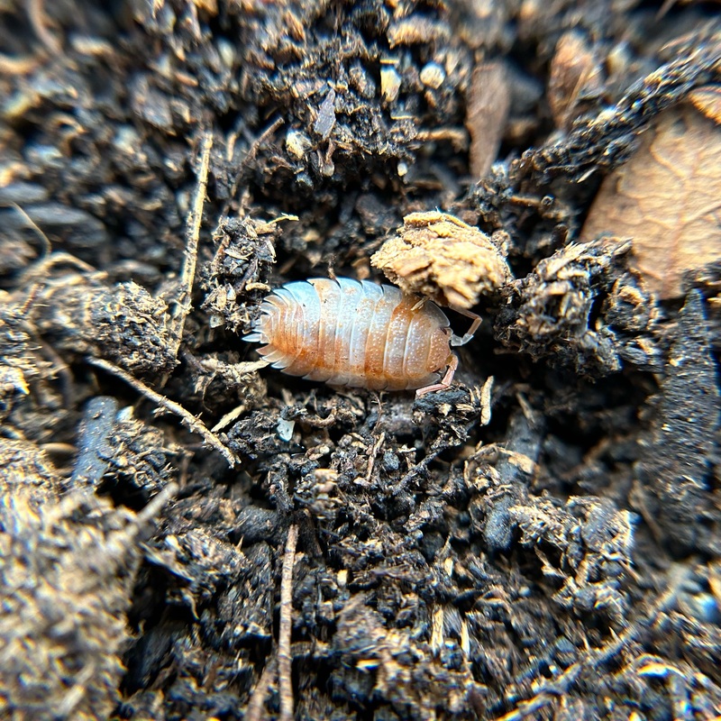 Porcellio scaber (orange koi)