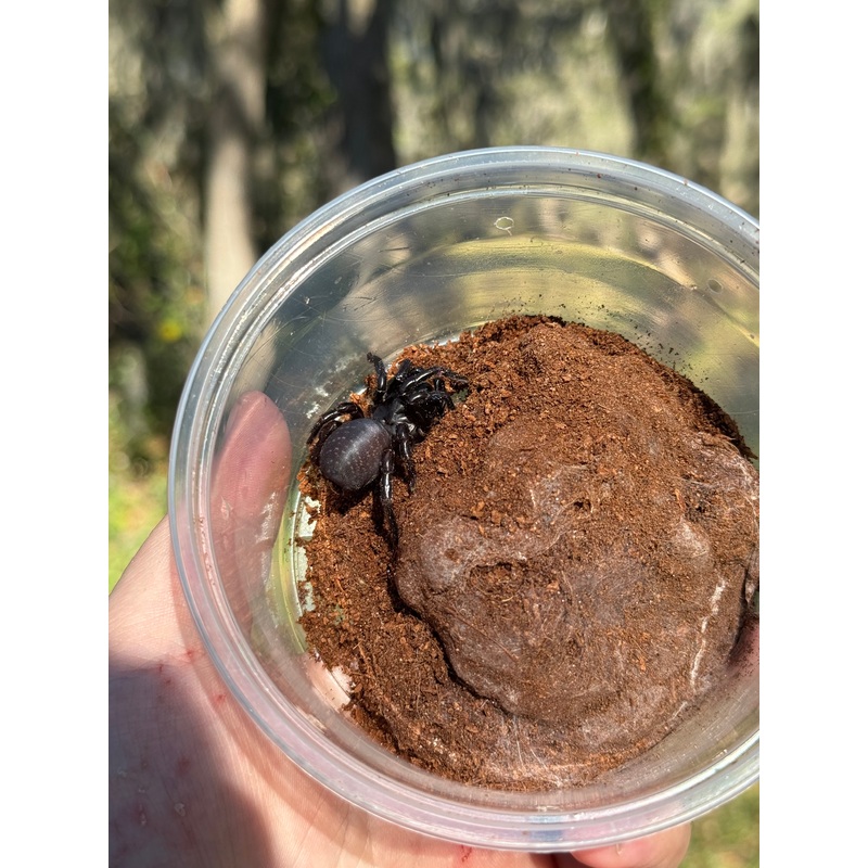 Thai Funnel Web Spider