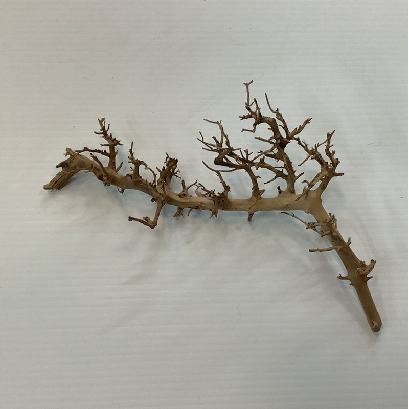 Underwater Treasures Birds Nest Wood