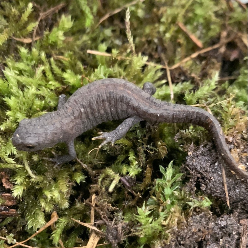 Alpine Newt