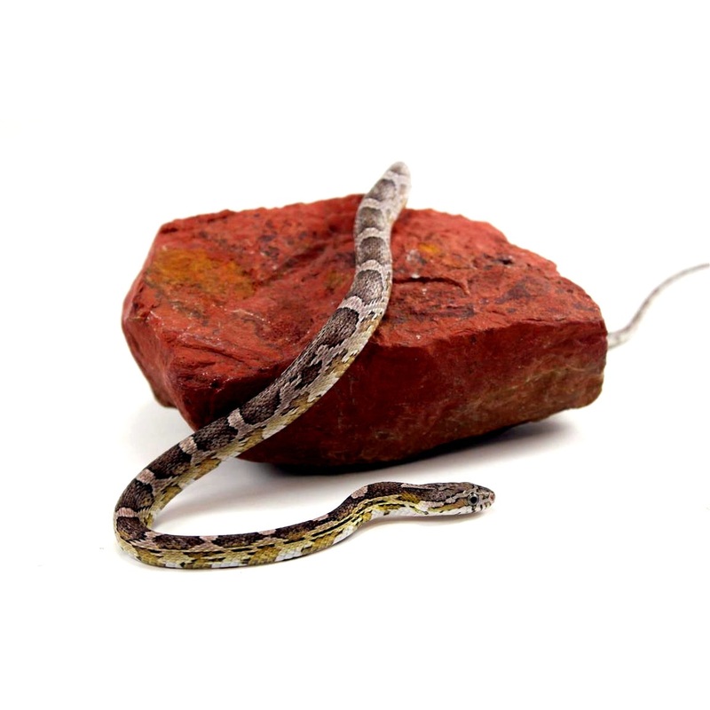 Anery Corn Snake