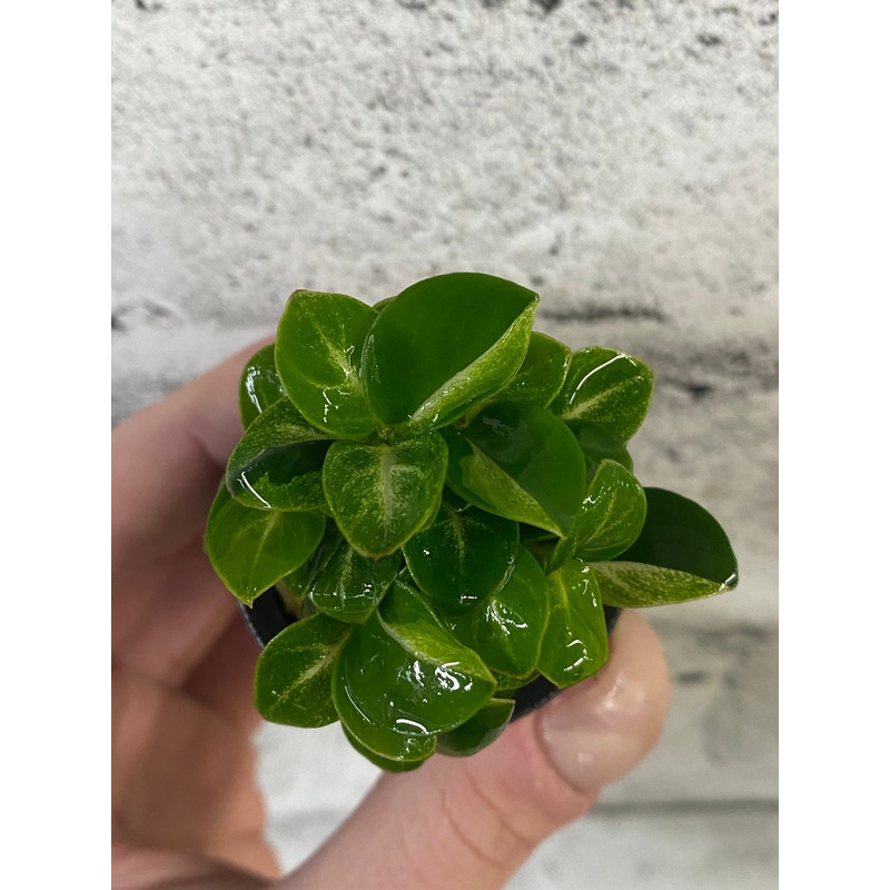 Anubias ‘Stardust Mini’