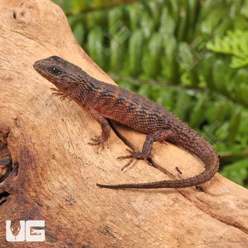 Baby Sulawesi Spiny Water Skinks(Tropidophorus baconi) For Sale