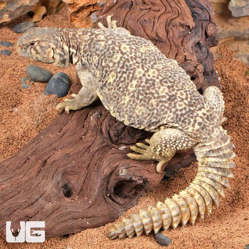 Juvenile Microlepis Uromastyx for sale