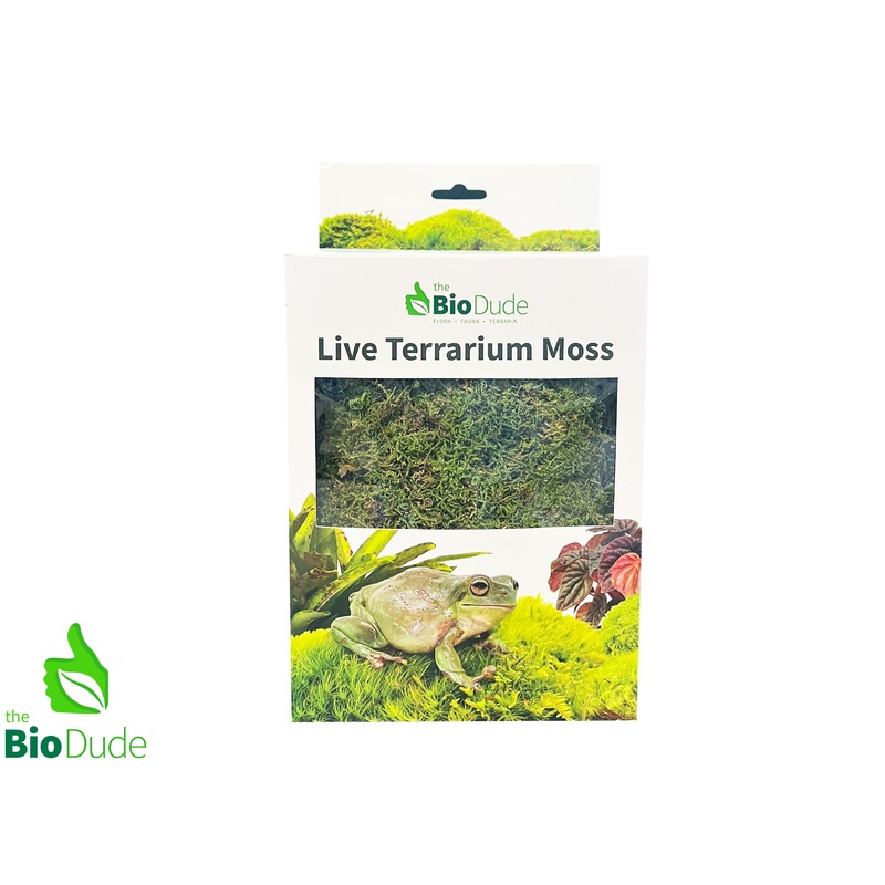 Live Sheet Moss – Natural