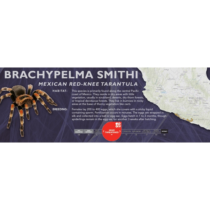 Mexican Red-Knee Tarantula (Brachypelma smithi) – Classic Vivarium Label