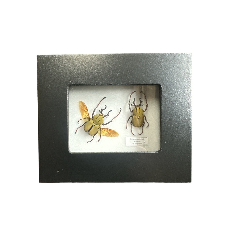 Reindeer Beetle X2 (Dicranocephalus wallichii) – 2×3″ Frame
