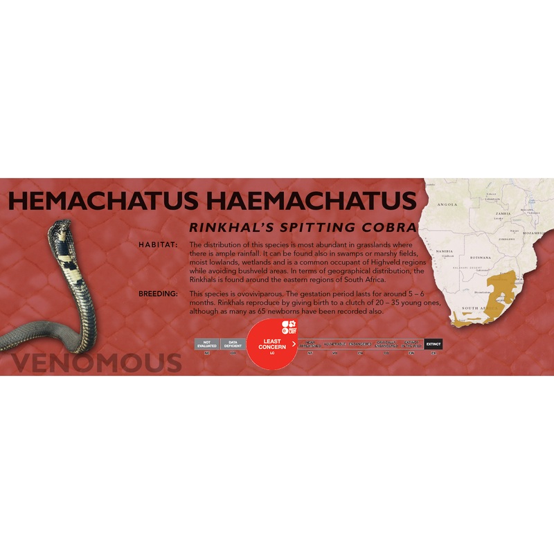 Rinkhal’s Spitting Cobra (Hemachatus haemachatus) Classic Vivarium Label Original